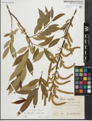 Foto von Salix fragilis L. x Salix triandra L.